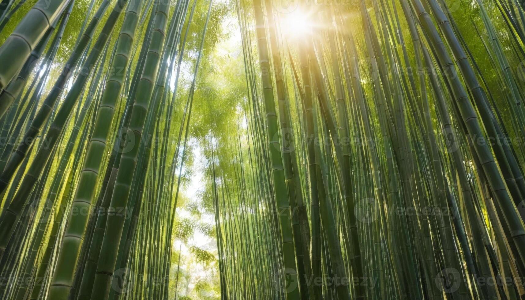 Sunlight filters through a dense bamboo grove, creating a serene atmosphere and inviting light patterns, perfect for relaxation, nature themes, or tropical aesthetics. photo