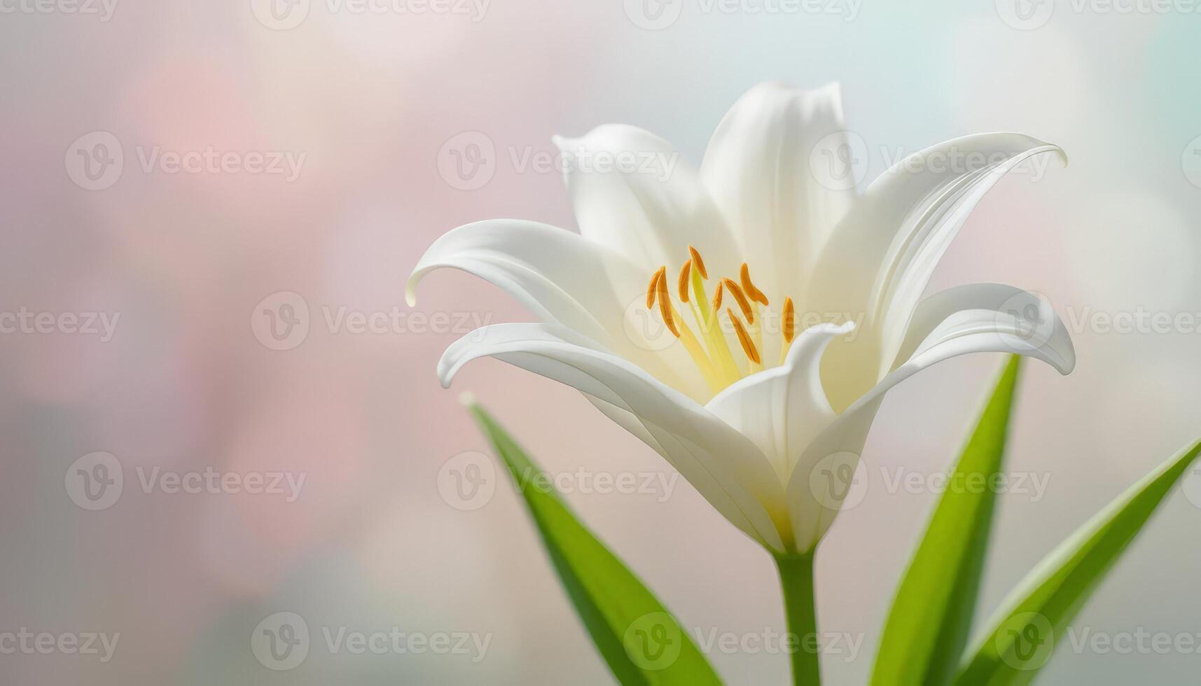 An exquisite close-up of a white lily blossom, highlighting its delicate petals and bright stamens, perfect for floral-themed designs and nature appreciation. photo