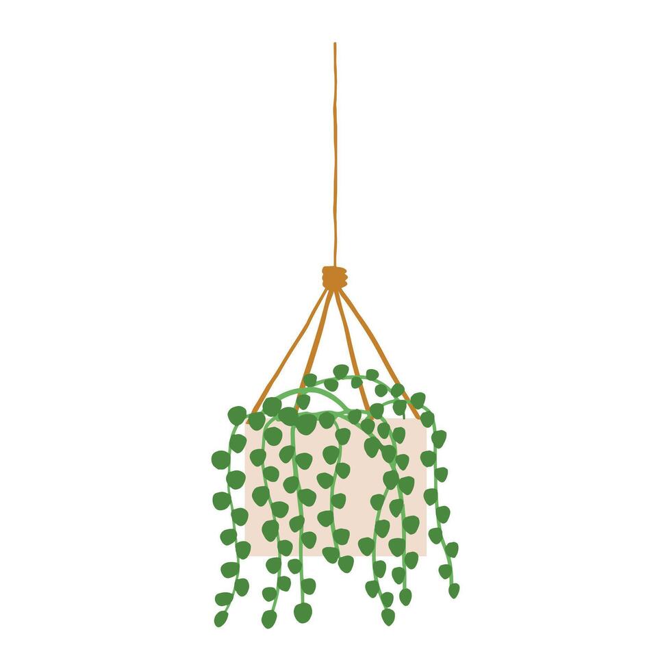 Indoor potted plant string of pearls illustration vector