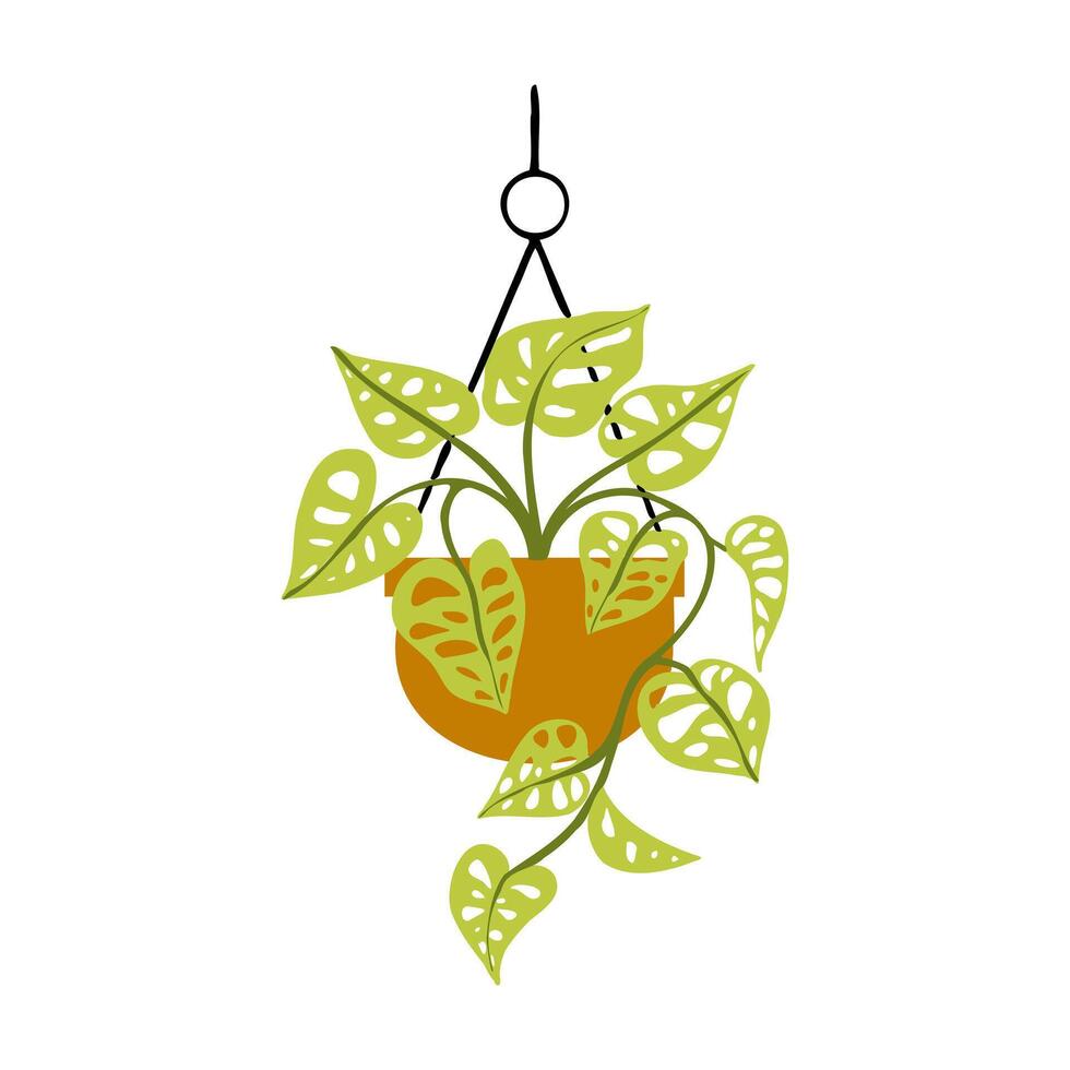 Hand drawn illustration of a Monstera Adansonii indoor potted plant, featuring its unique, perforated leaves, perfect for botanical and nature-inspired designs. vector