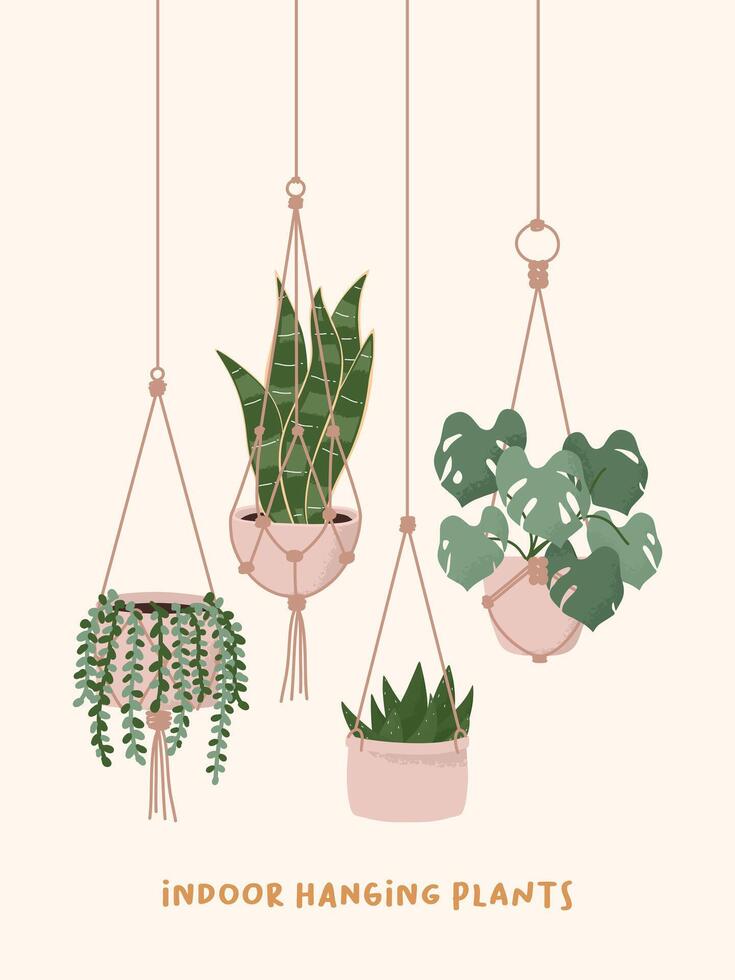Hand drawn Macrame hangers for plants growing in pots. String of Pearls, Snake plant, Aloe and Monstera elements. Houseplant flower pot illustration. vector