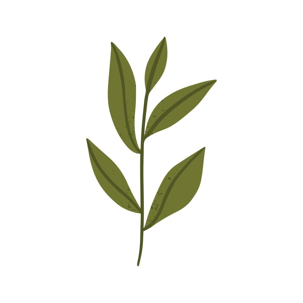 Tea leaf plant icon illustration graphic design vector