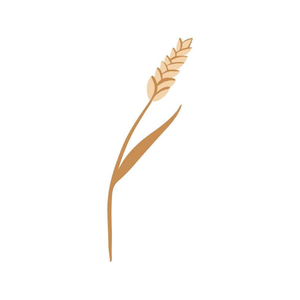 Hand drawn rustic organic bakery bread element wheat grains barley illustration vector