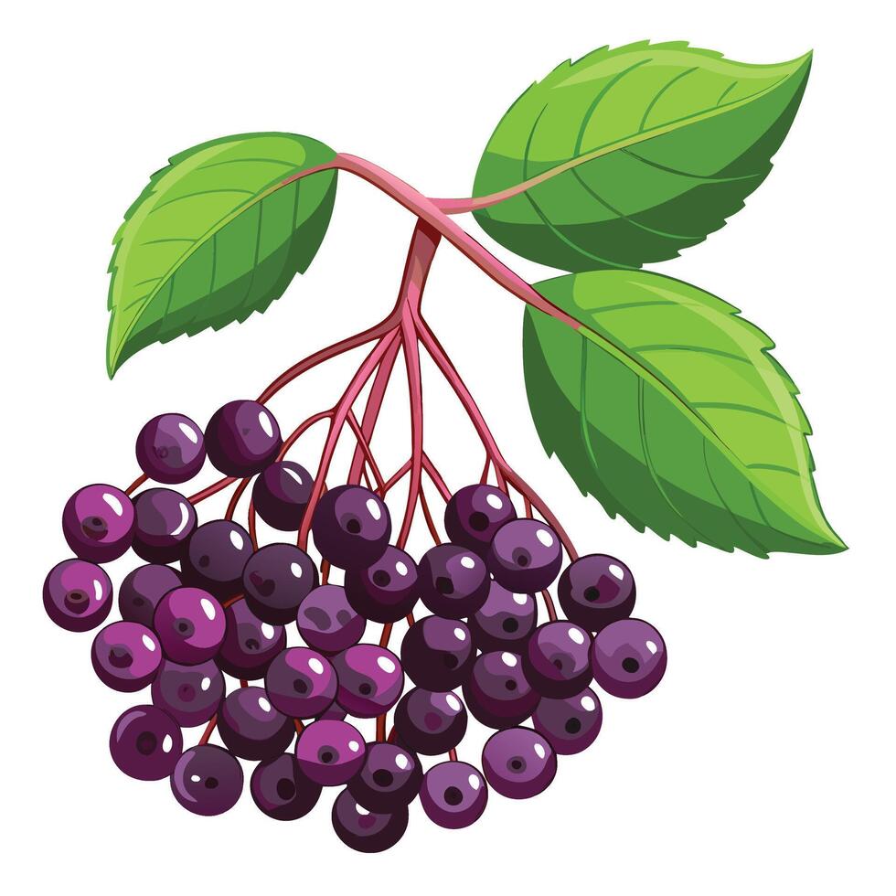 a bunch of purple elderberry on a white background vector