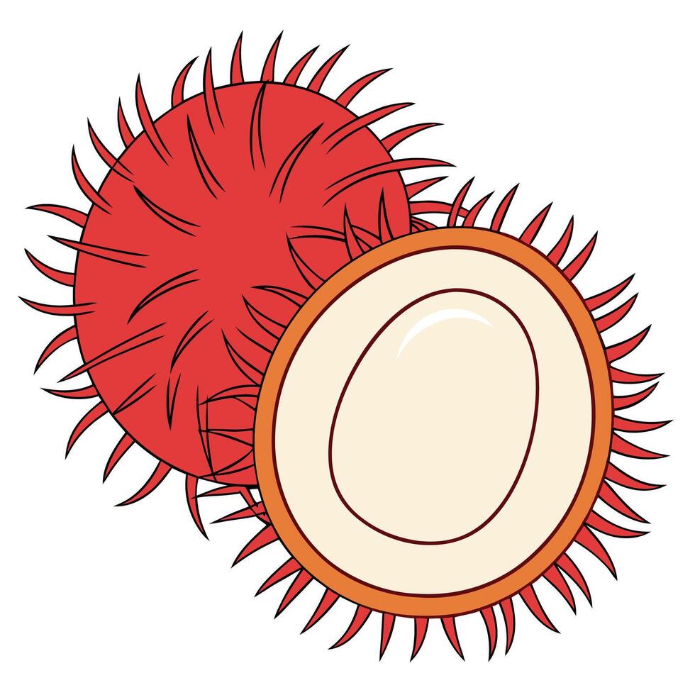 an illustration of a rambutan fruit vector