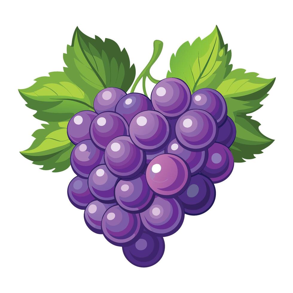 grapes illustration isolated on white background vector
