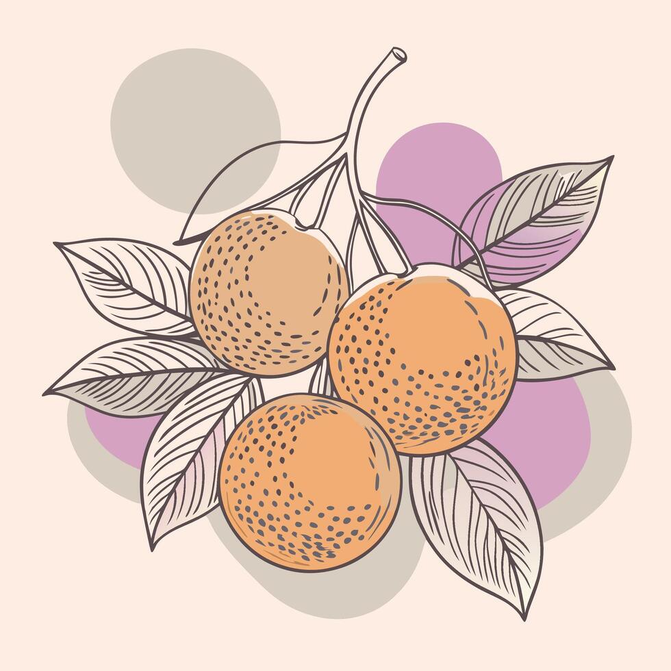 orange illustration with leaves and fruit on a background vector