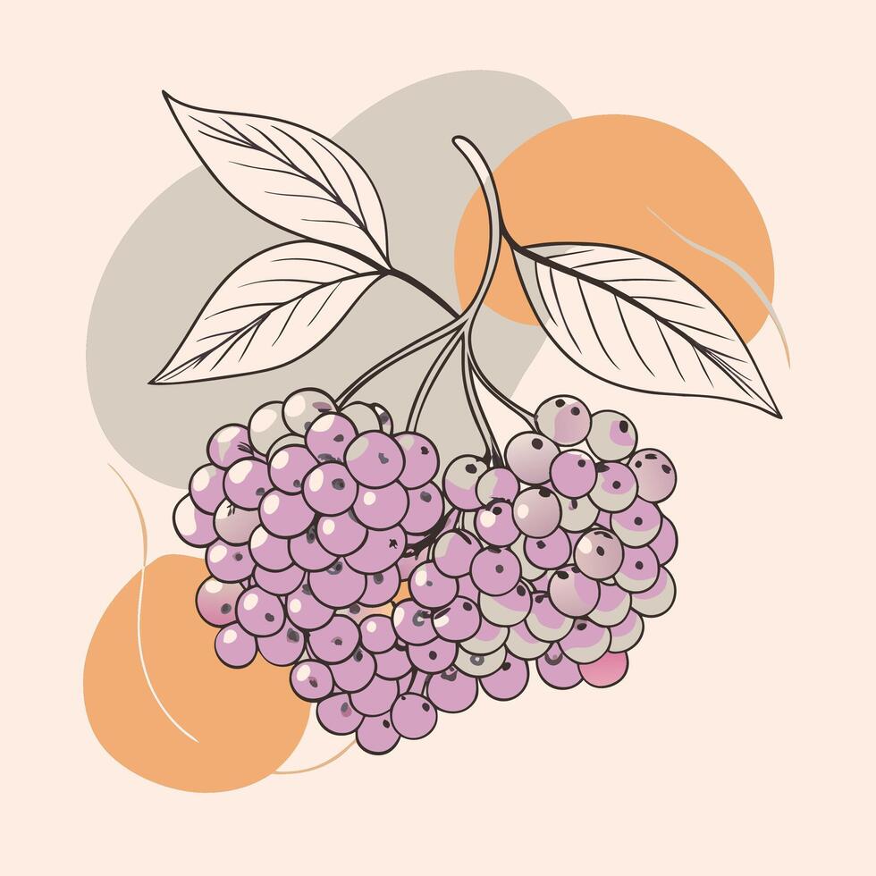 illustration of a bunch of purple berries on light background vector