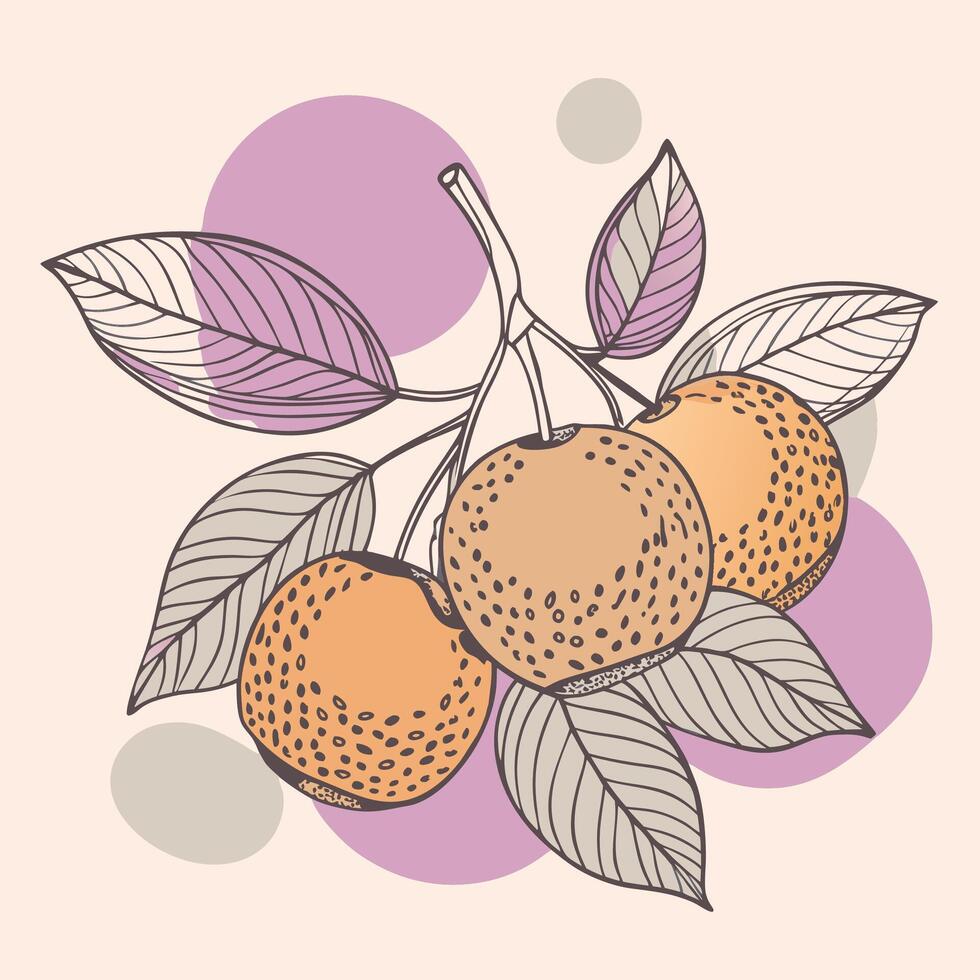 illustration of a branch of longan fruit with leaves and fruit vector