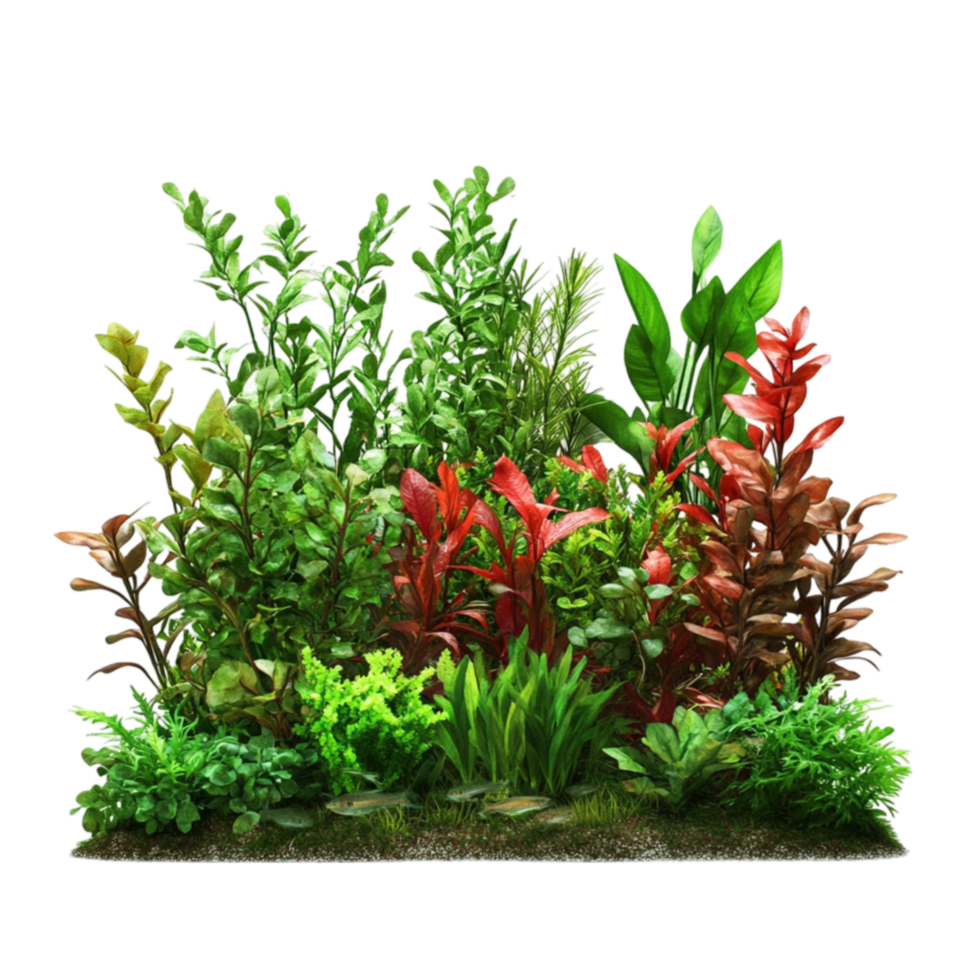 Aquatic Plants with Lush Green Leaves png