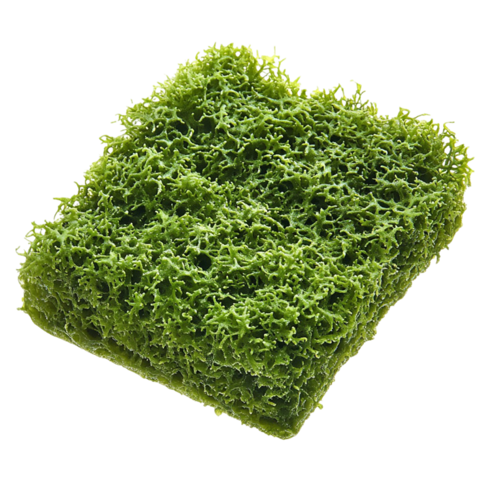 Lush Green Moss Patch in Close View png