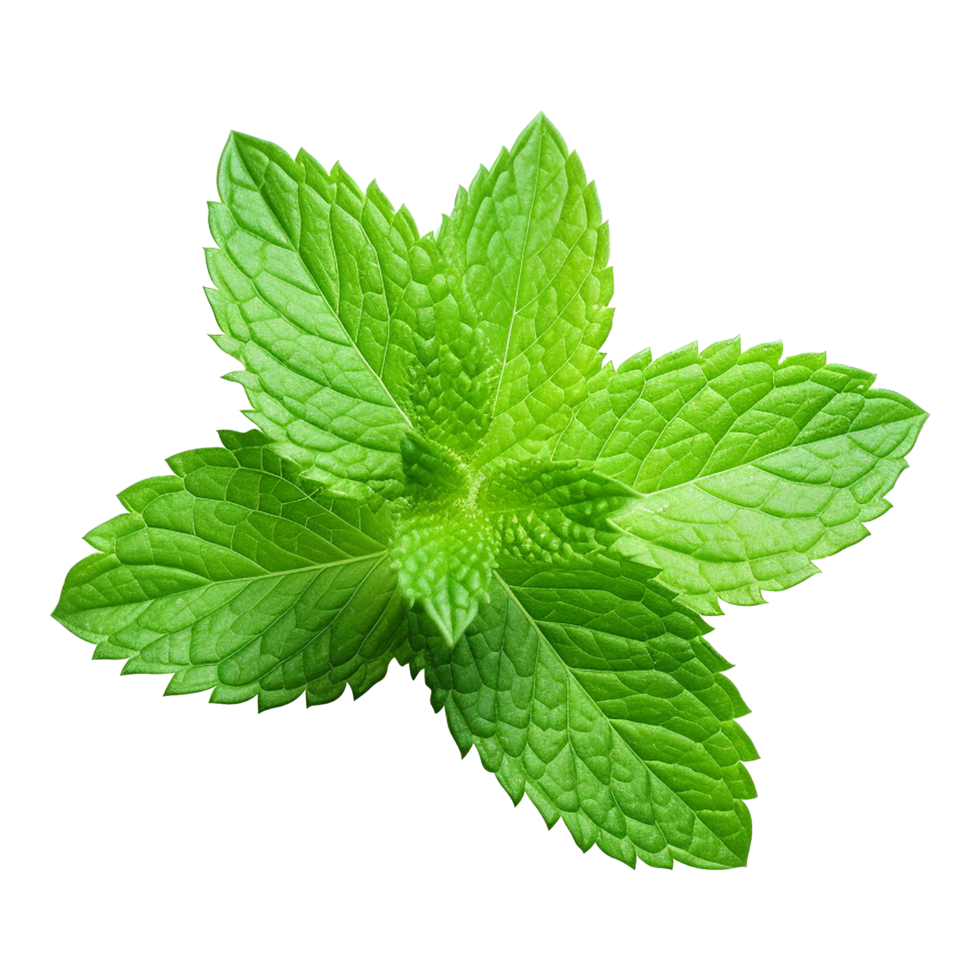 Green mint leaves with detailed texture on transparent background png