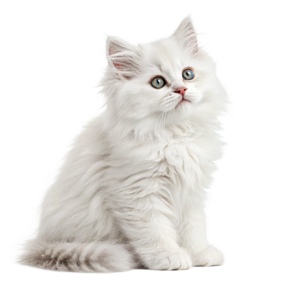 White cat blue eyes sitting isolated on transparent background png