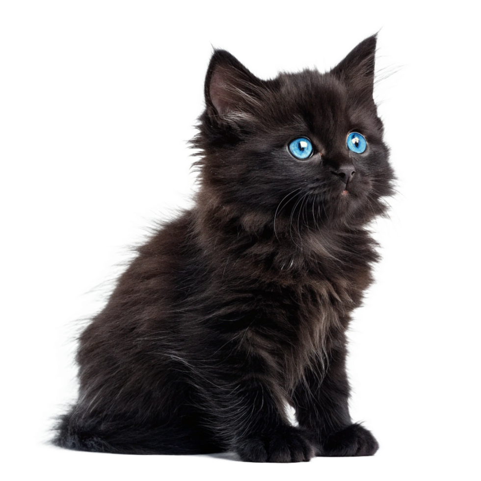 Black cute cat baby long hair white eyes isolated on transparent background png