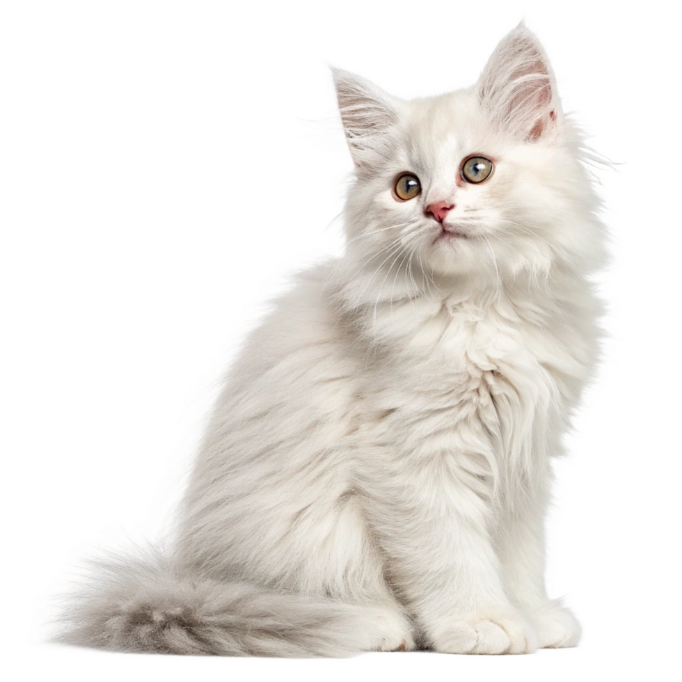White cute cat baby long hair sitting isolated on transparent background png