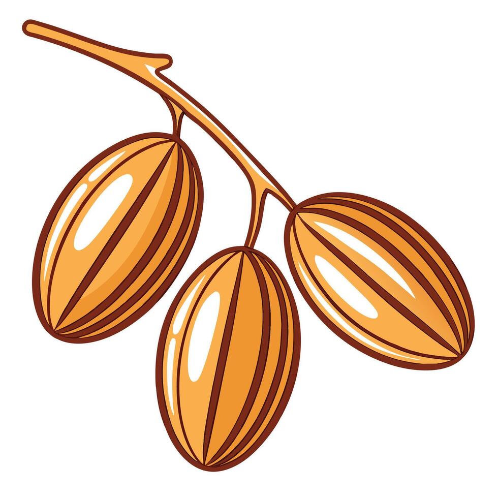 almond nuts on a branch illustration vector