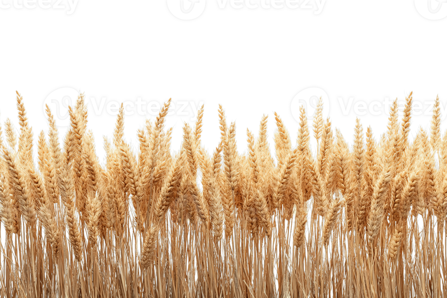Golden Wheat Stalks Border Pattern Isolated on Transparent Background with Copy Space png