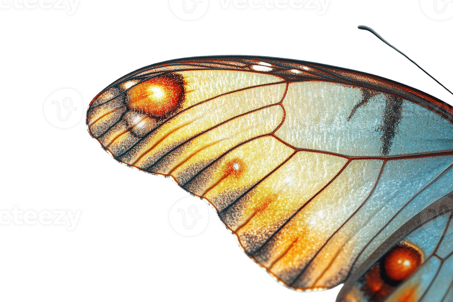 Translucent Butterfly Wing Detail with Orange Spots and Blue Gradient on Transparent Background png