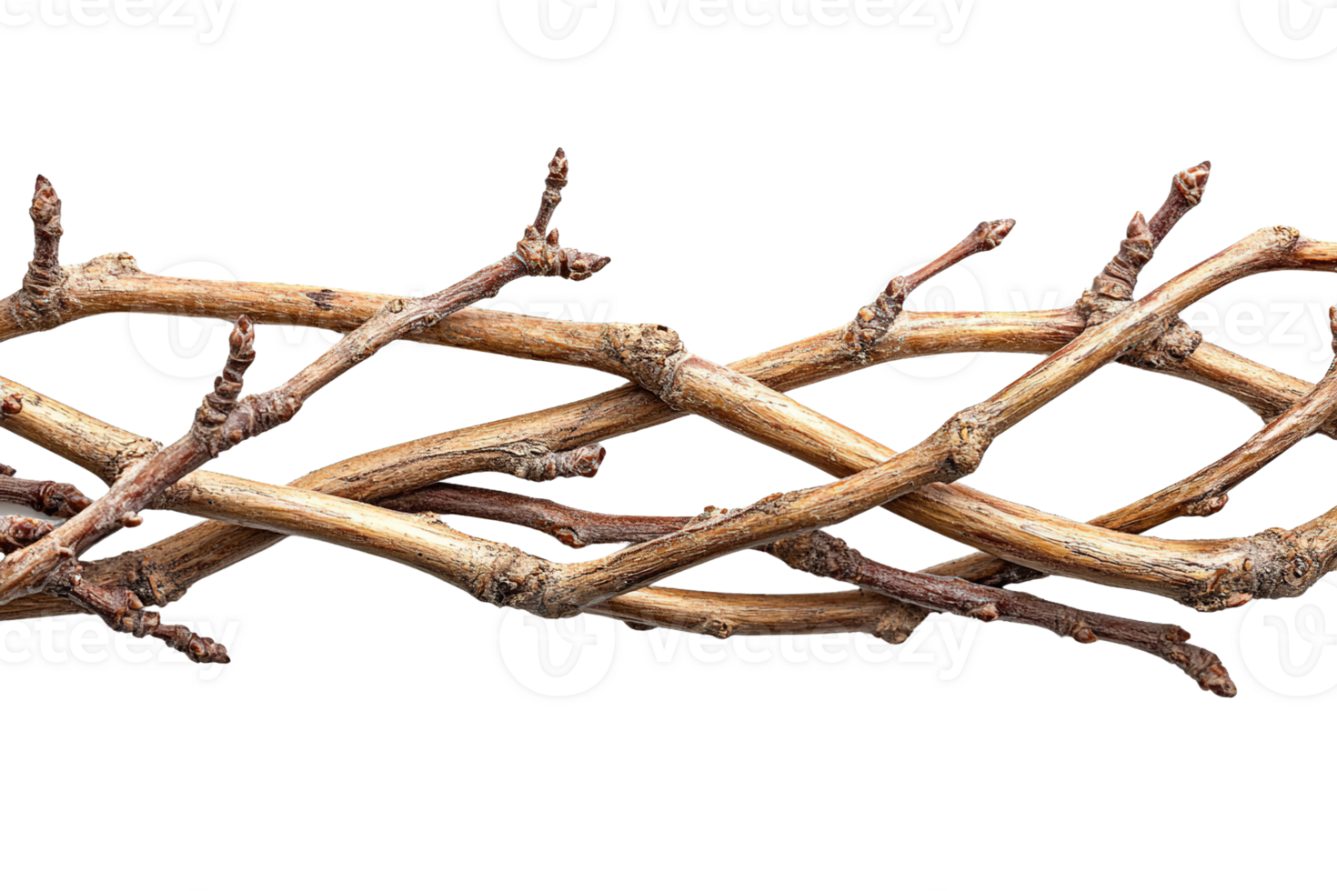 Woven Willow Branches with Intricate Twists and Natural Texture on Transparent Background png