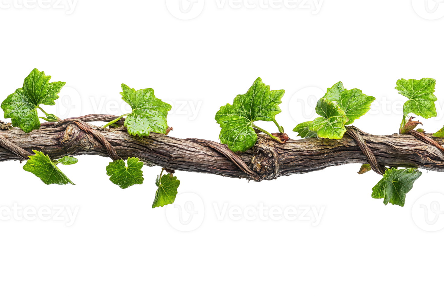 Old Grapevine Branch with Fresh Green Leaves Isolated on Transparent Background png