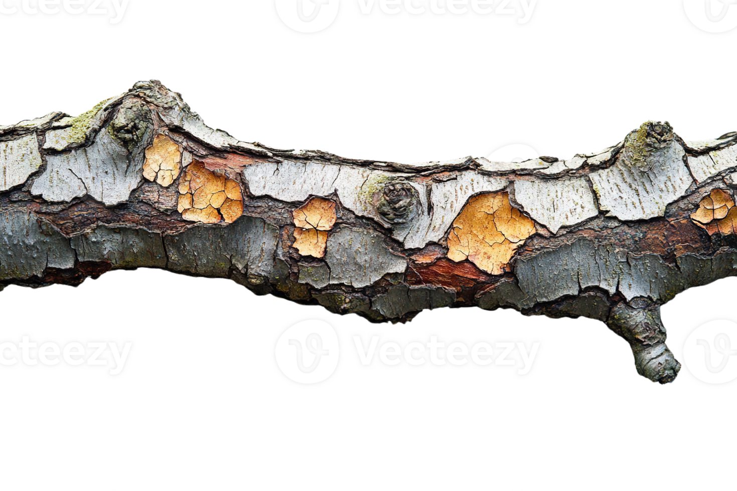 Closeup of a weathered tree branch with peeling bark showing rough textures and organic details isolated on transparent background png