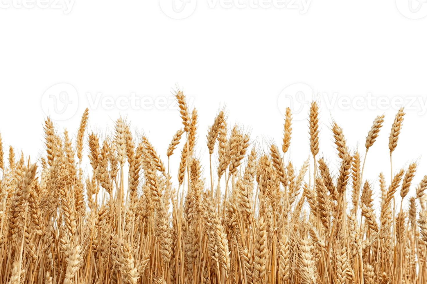 Close-up of Wheat Field Border Pattern Showing Textured Grain Ears and Stalks with Copy Space png