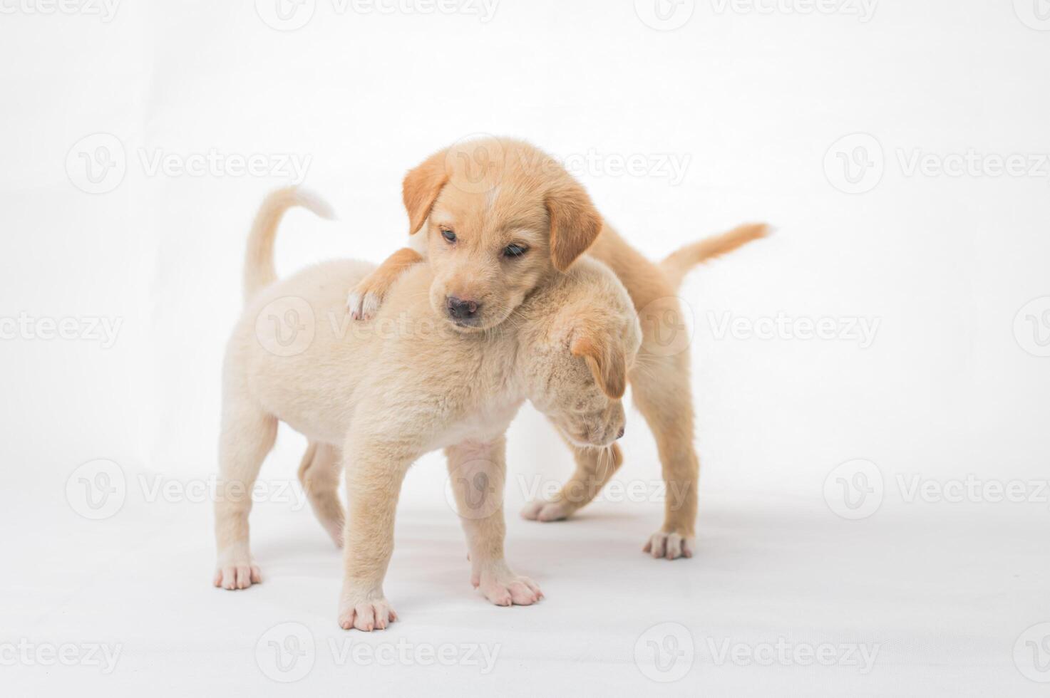 Playful puppies interacting on a white background with joy and cuteness photo