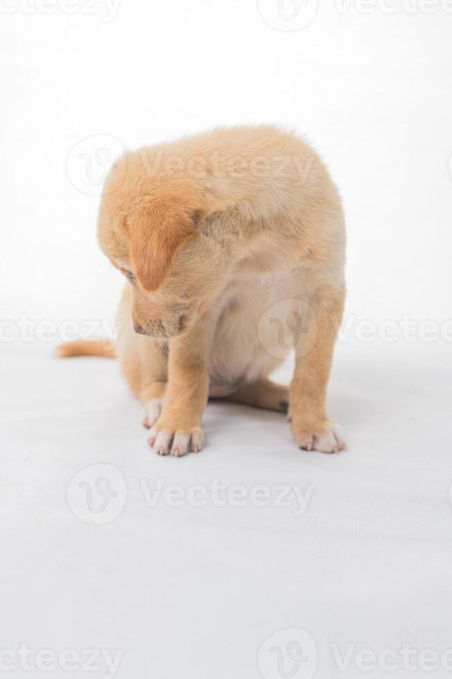 Cute Puppy Sitting Down with Head Bowed and Soft Expressions photo