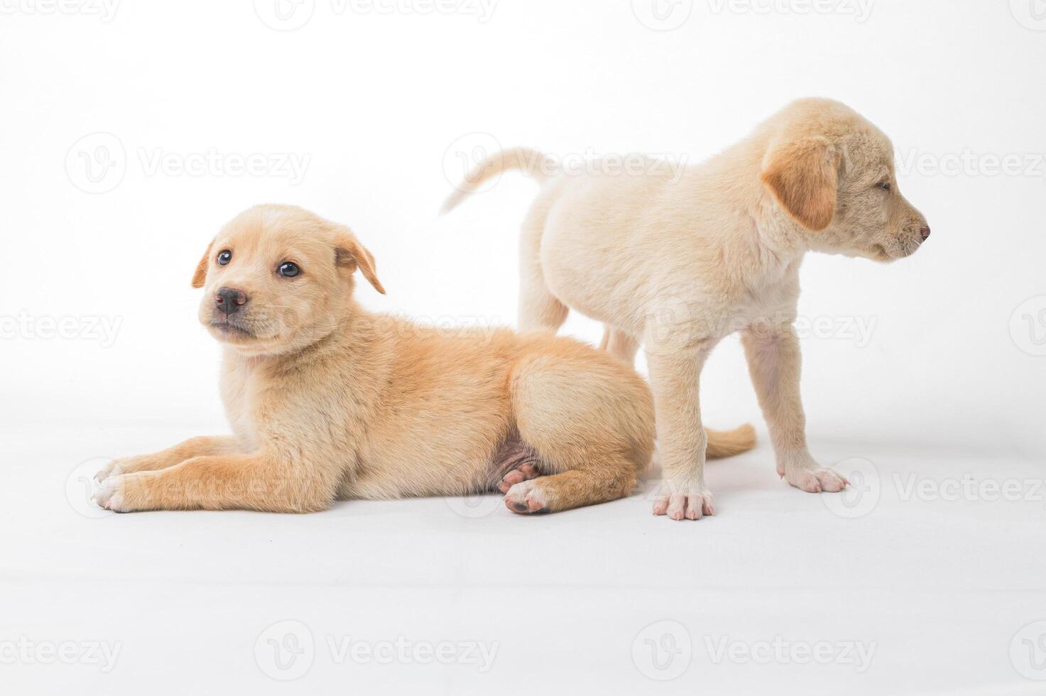 Playful Baby Puppies on White Background with Soft Expressions photo