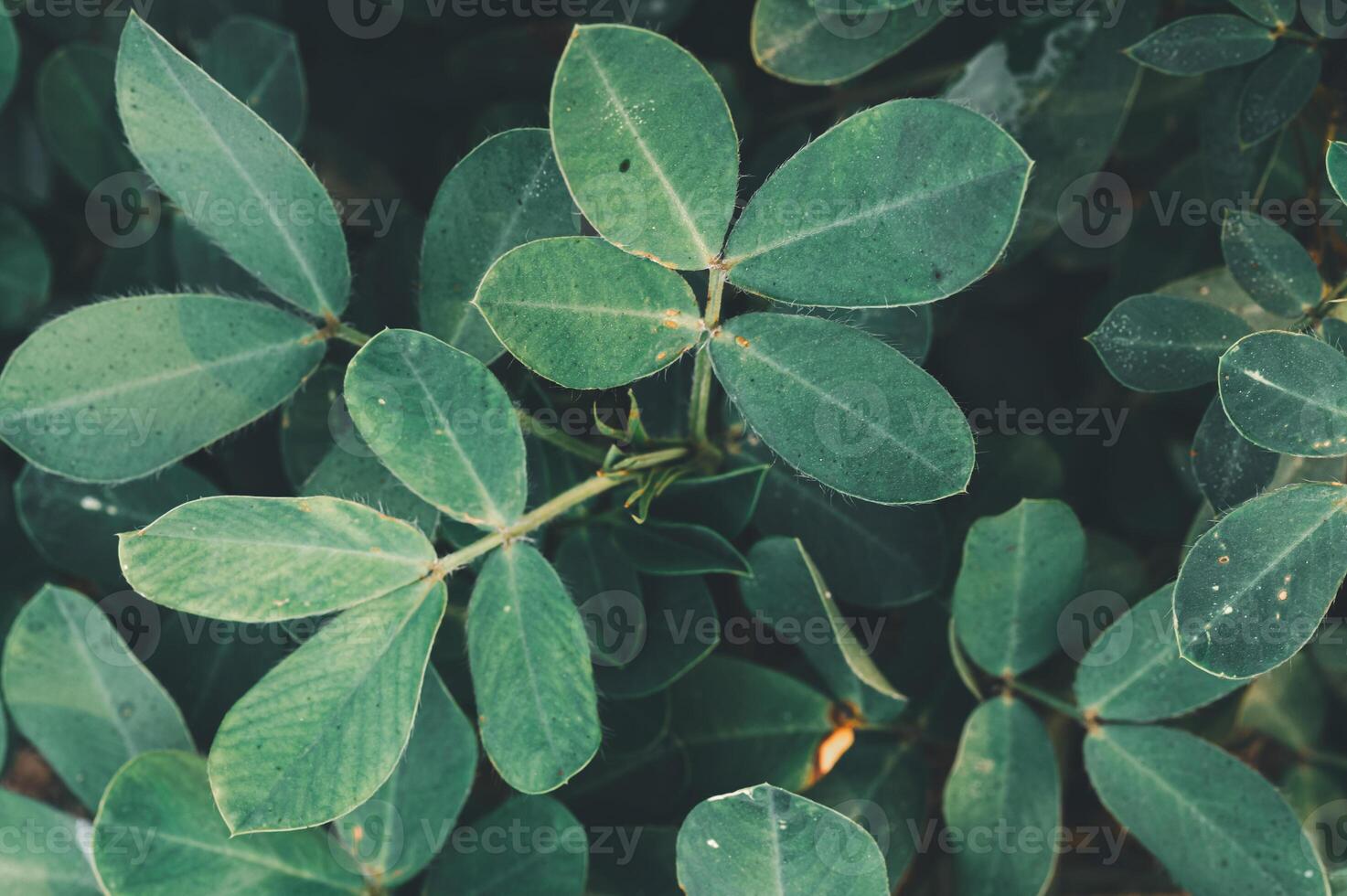 Green Leafy Background with Vibrant Textures and Patterns photo