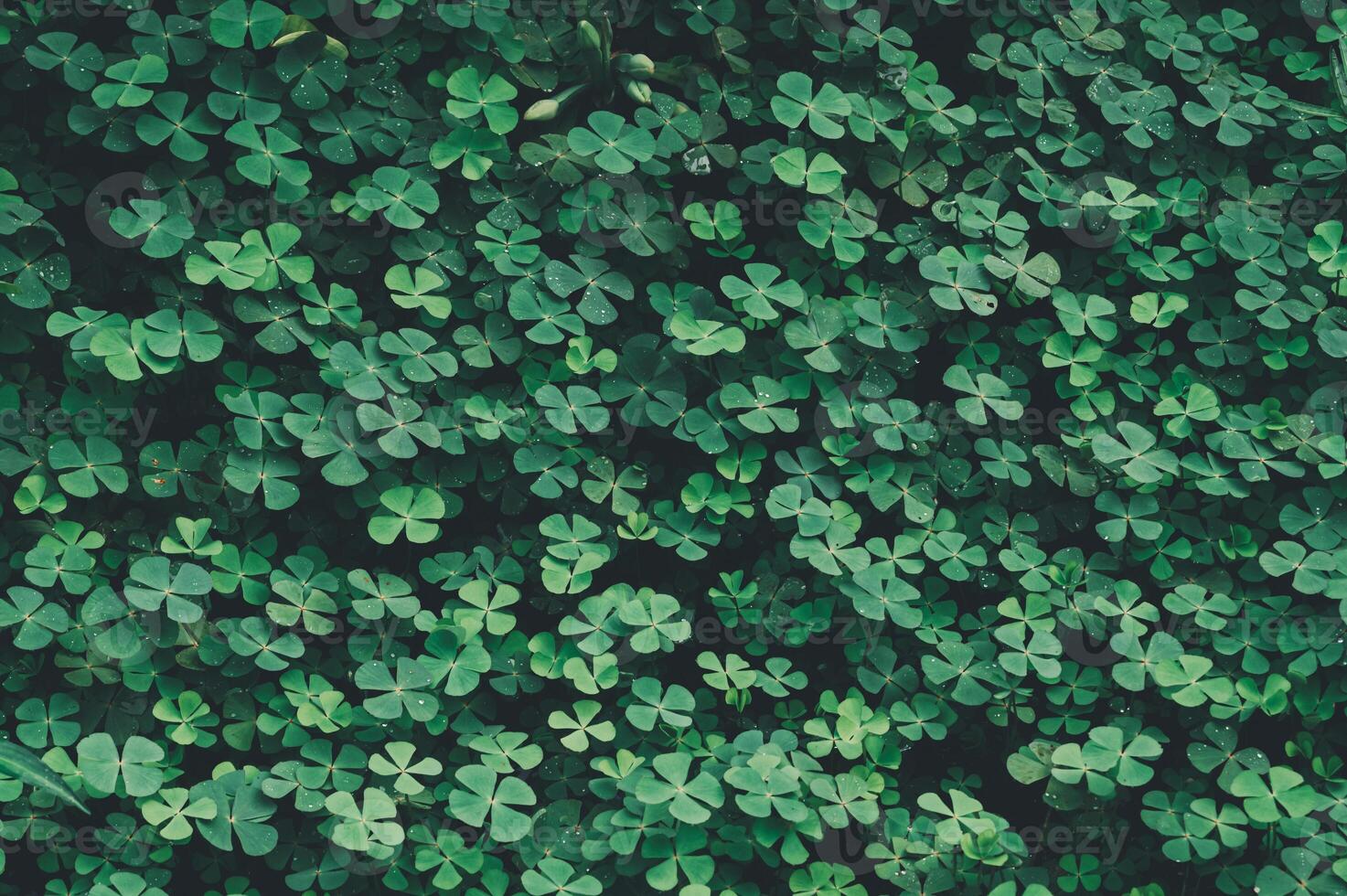Dense Green Four-Leaf Clover Background with Natural Patterns photo