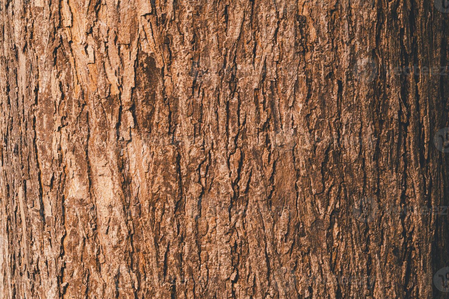 Close-Up of Textured Tree Bark Showing Natural Patterns and Colors photo