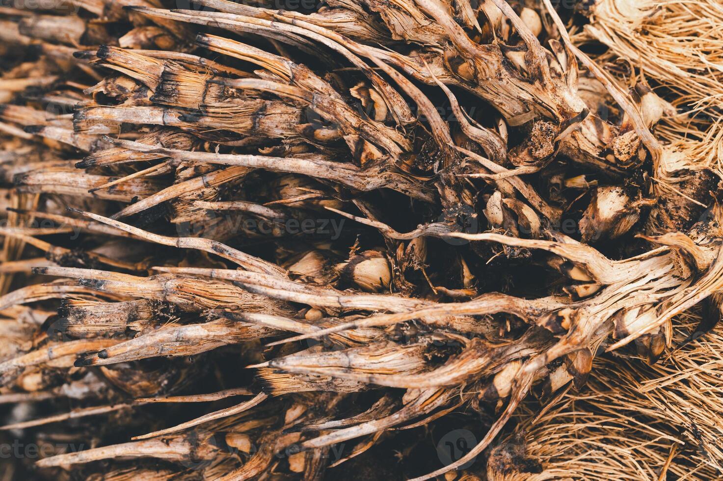Dried Root Plant Materials Textures and Patterns for Design Use photo