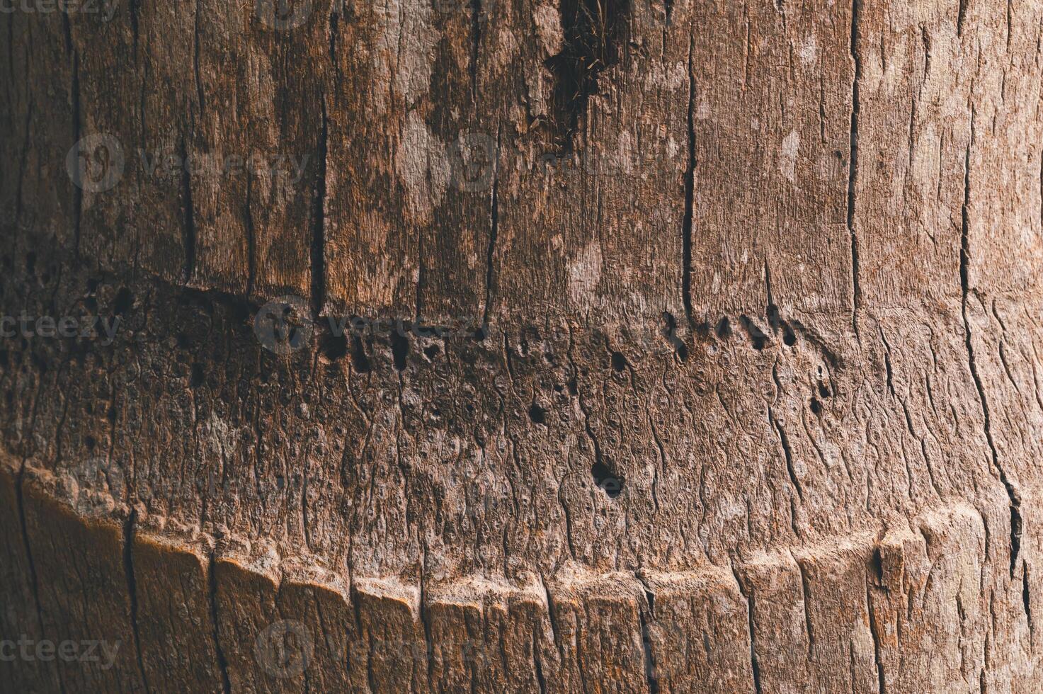 Detailed Close-Up of Tree Bark Texture with Natural Patterns and Cracks photo
