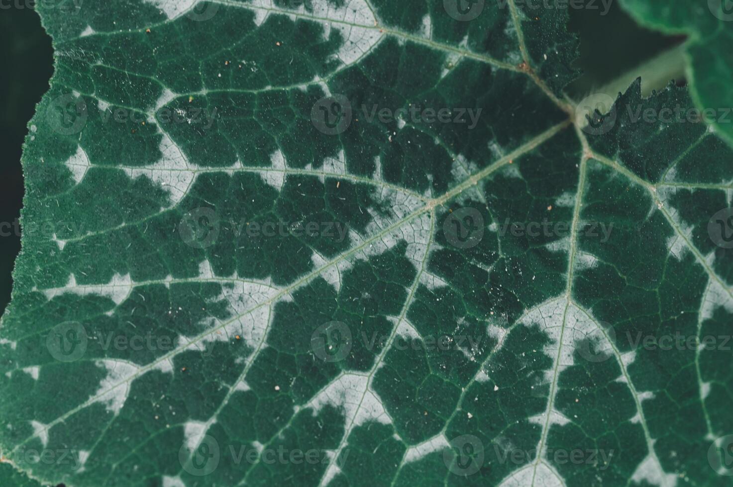 Close-Up View Intricate Green Leaf Texture and Patterns photo
