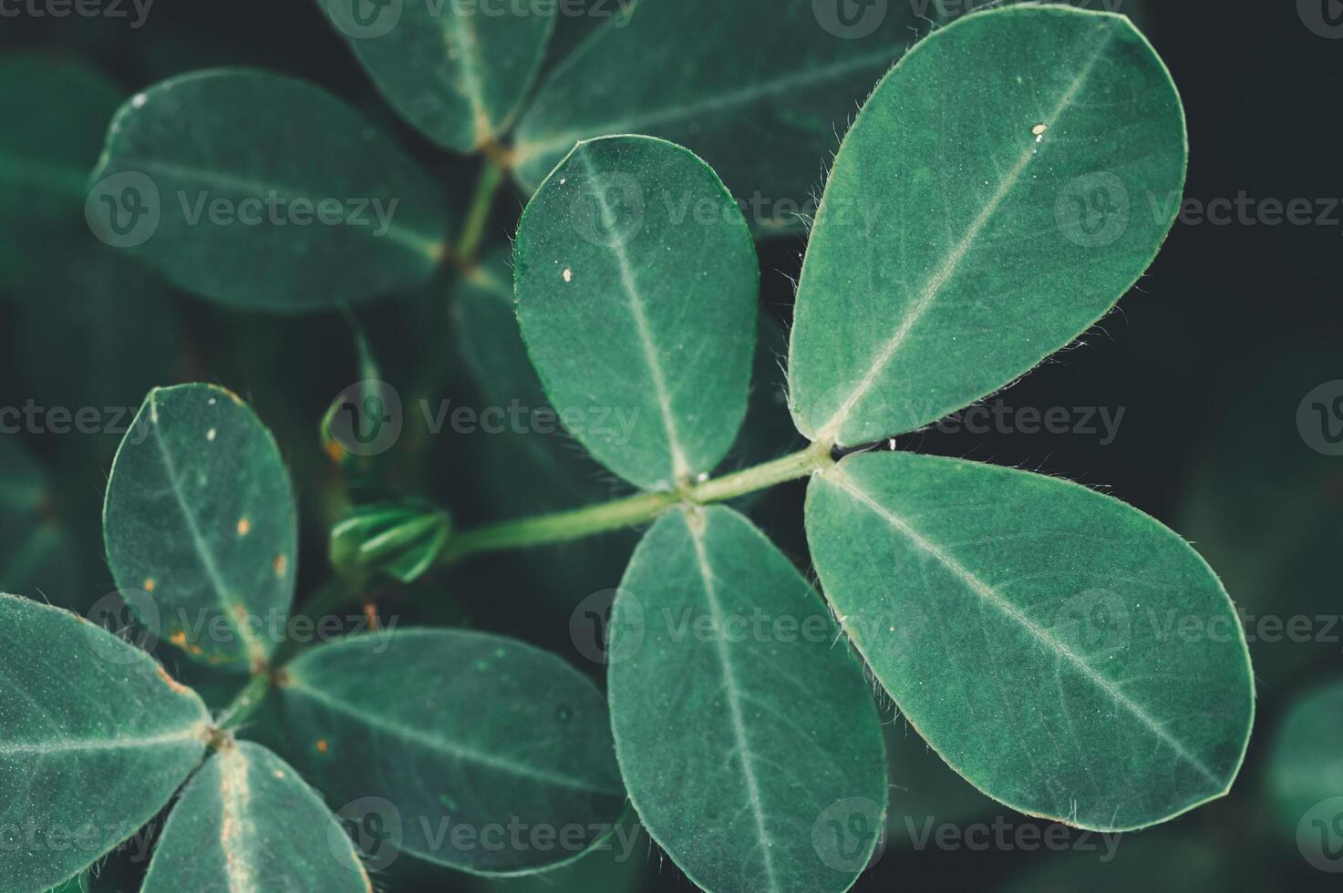 Close-up of Green Leaves with Veins and Texture in Natural Setting photo