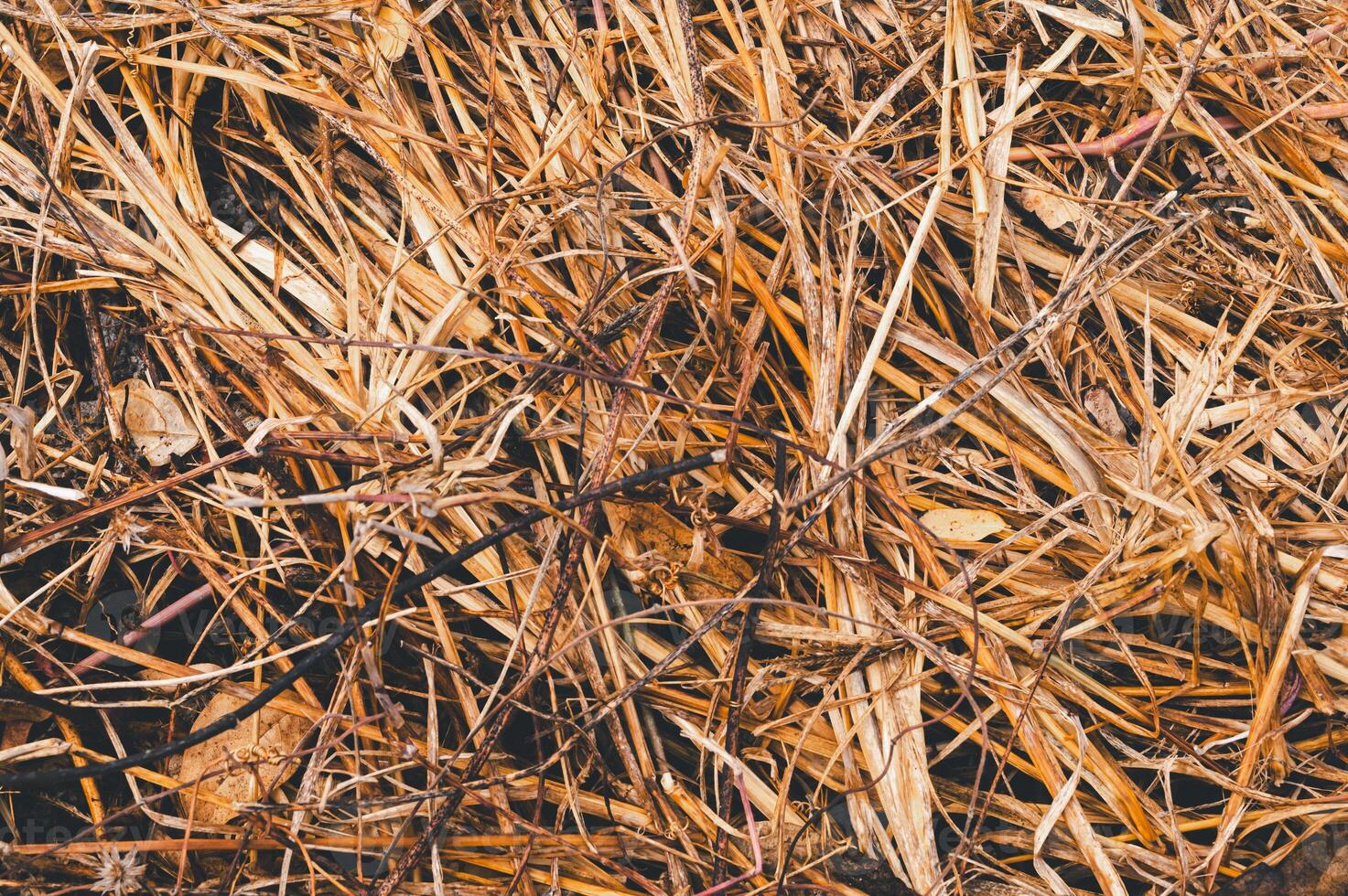 Dry Straw and Leaves on Ground Creating Natural Textured Background photo
