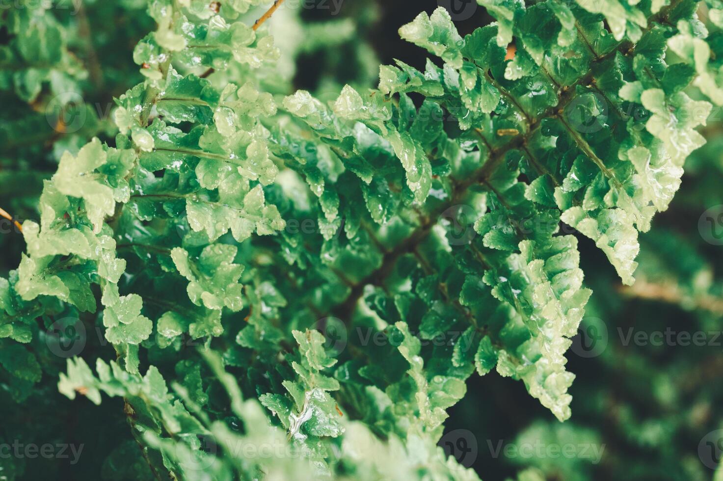 Lush Green Fern Leaves with Dewy Texture in Natural Environment photo