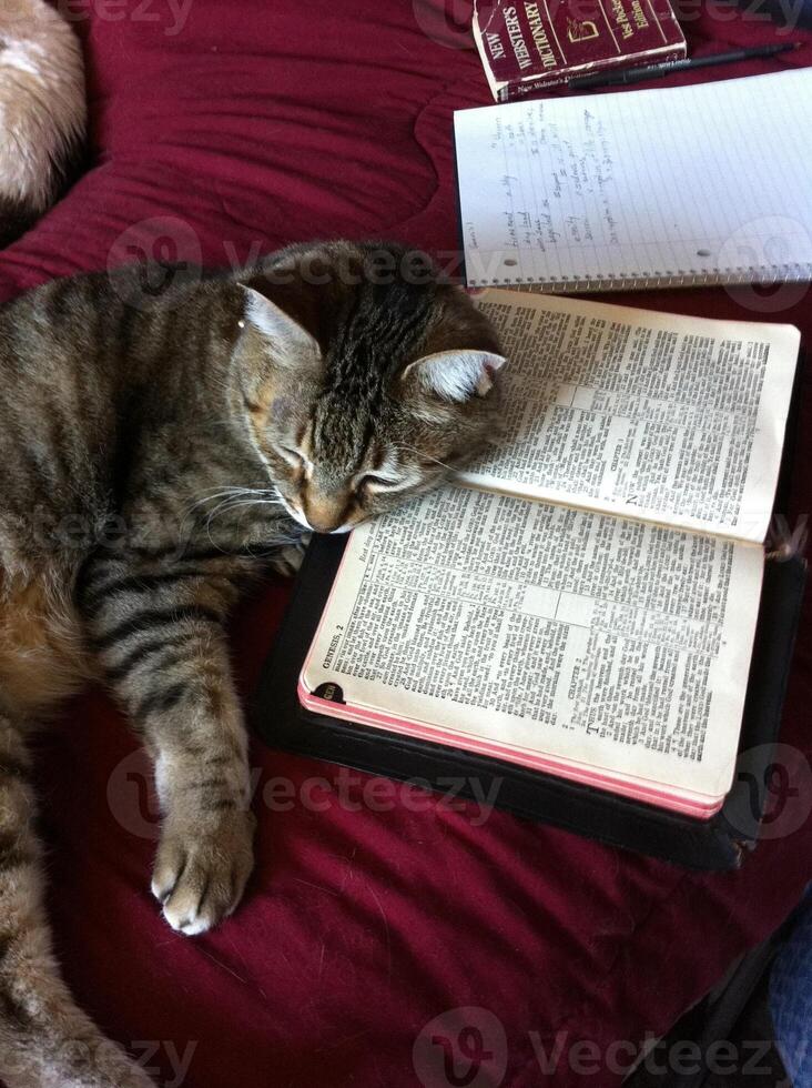 Shorthair Tabby Cat Sleeping with its Head on a Book photo