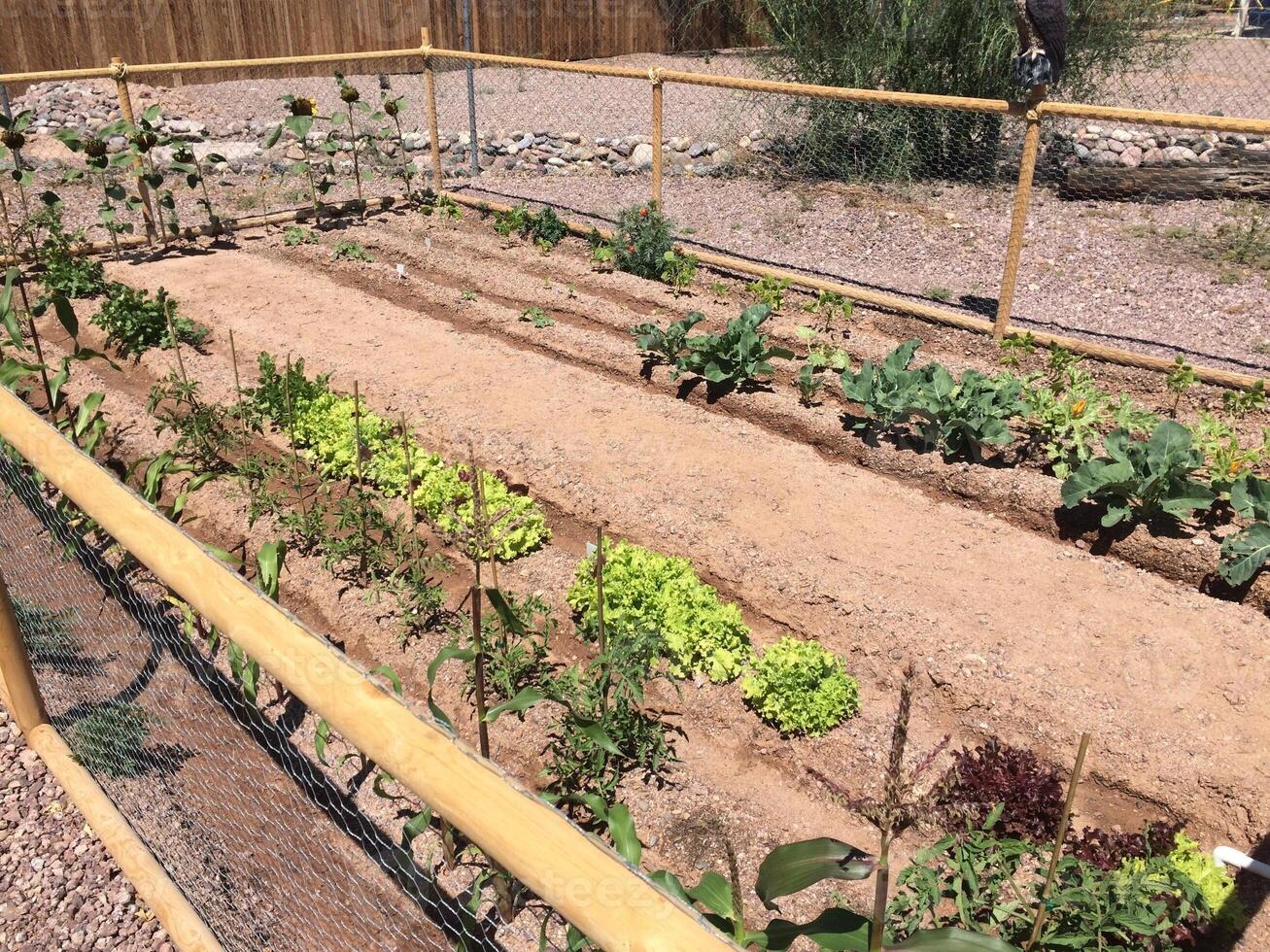 Vegetable Garden with Furrows in Apache Junction, Arizona Backyard photo