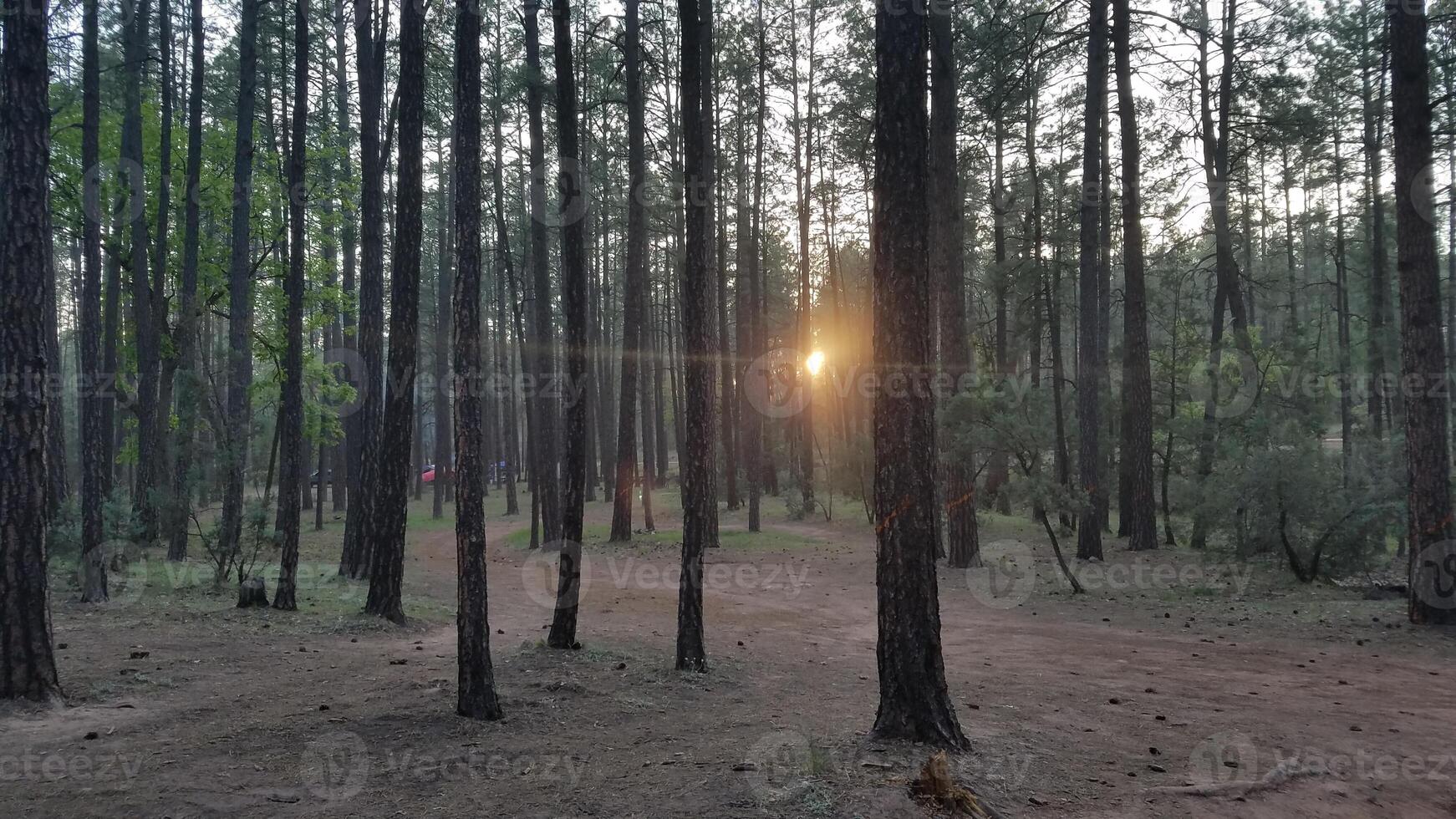Sun Shining through Tall Trees, View while Camping in Payson, Arizona photo