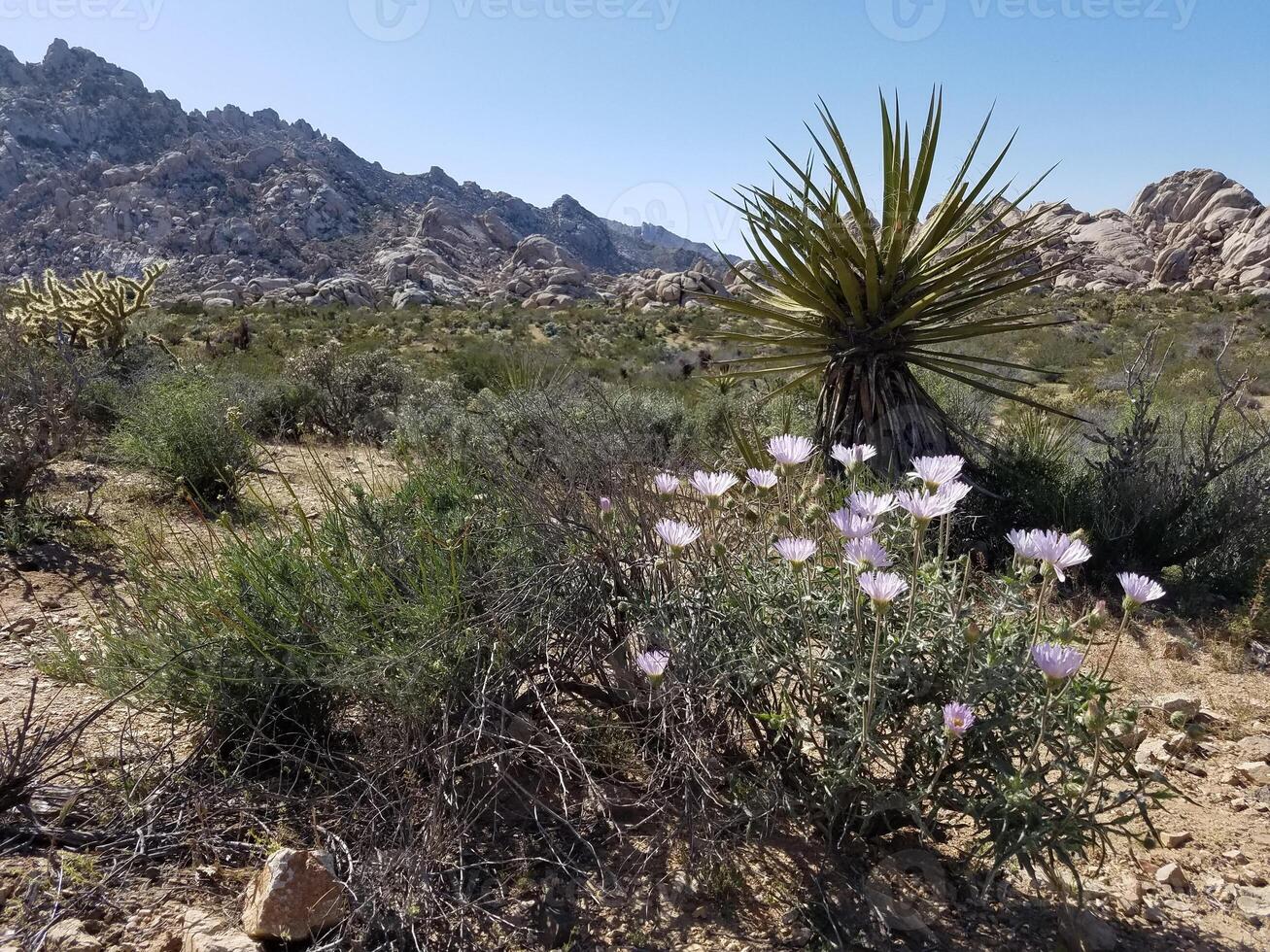 Pale Purple Wildflowers Blooming in Death Valley National Park, California photo