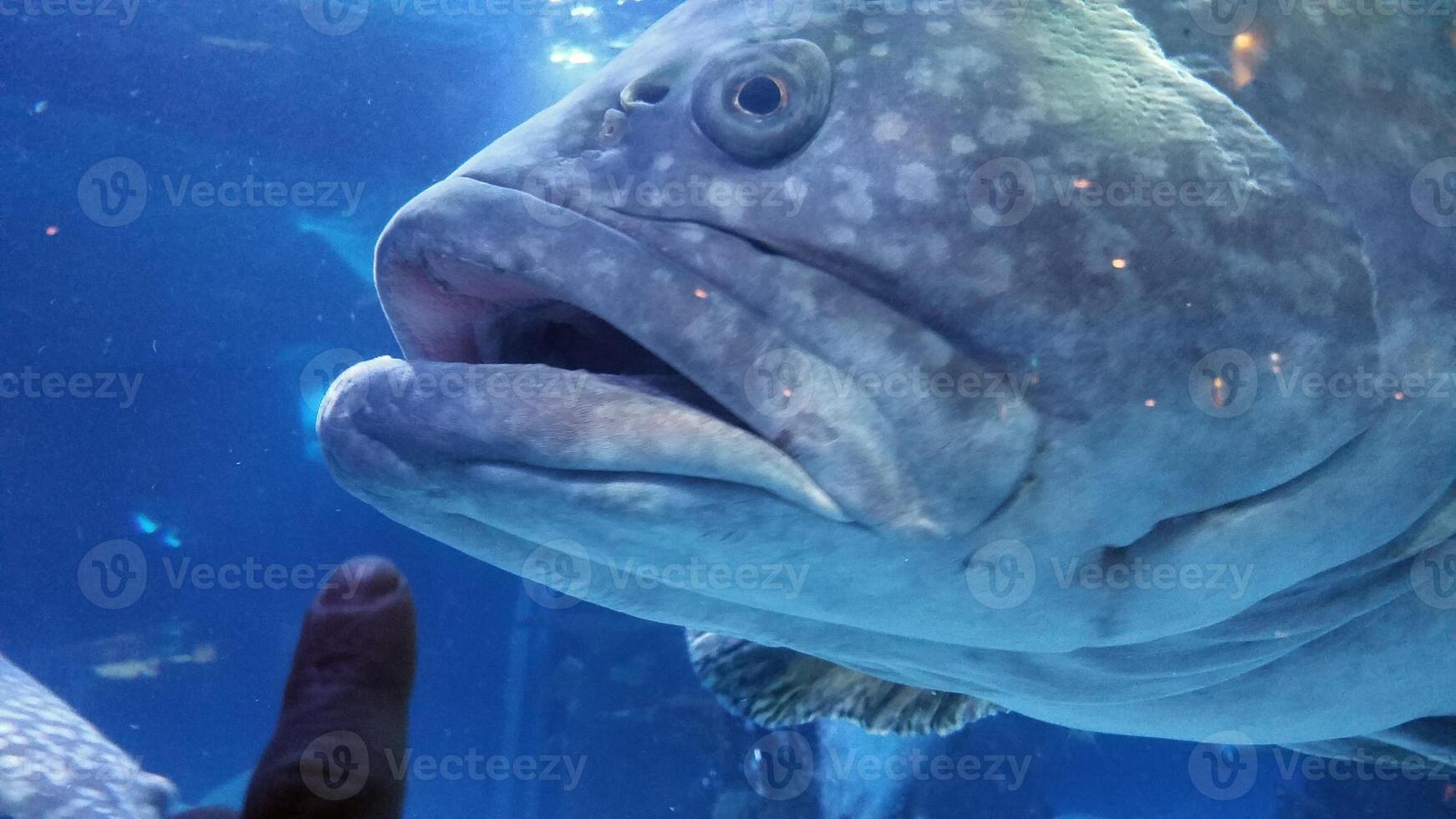 Large Fish Underwater in Large Aquarium Tank, Houston, Texas, USA photo