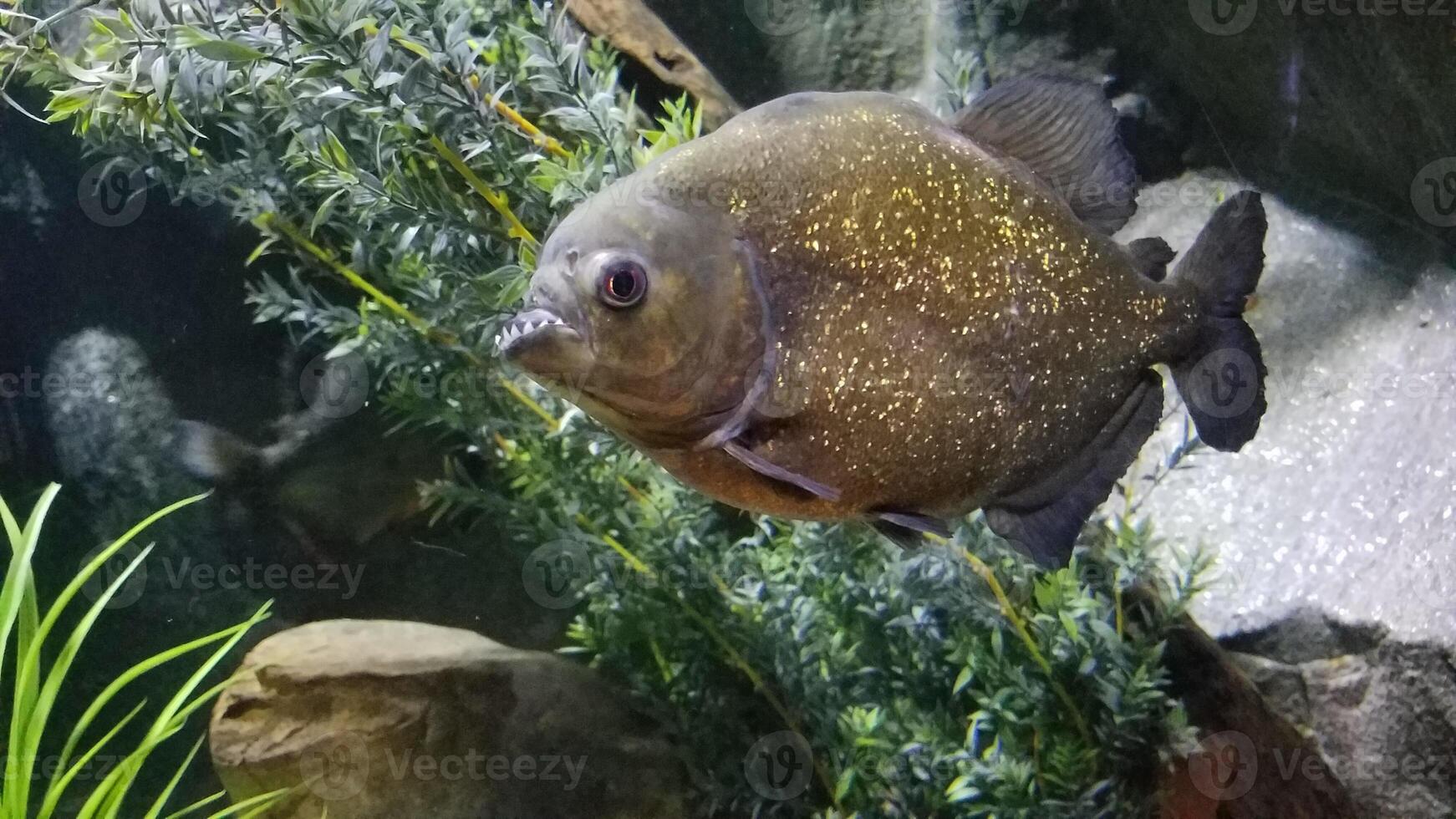 Big Piranha Underwater in Large Aquarium Tank, Houston, Texas, USA photo