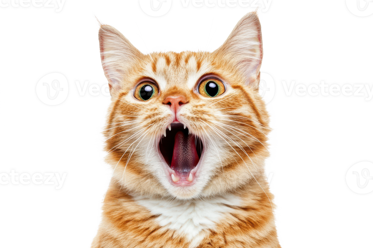 A urprised cat image, showcasing open mouth, wide eyes, and feline expression details. png