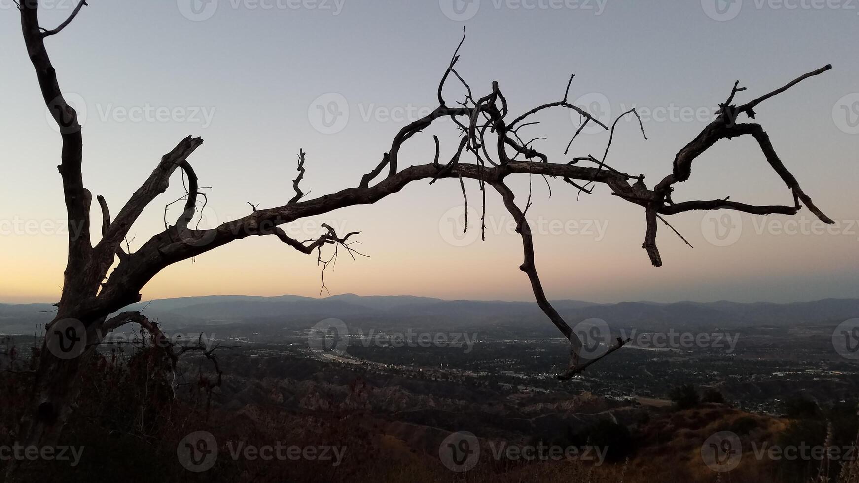 Tree Branch at Sunset, Bare Tree on Hiking Trail near Santa Clarita, CA photo