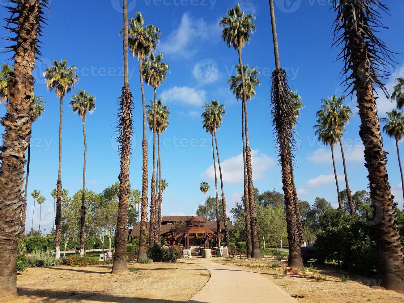 California Citrus State Historic Park Path Palm Trees on a Sunny Day photo