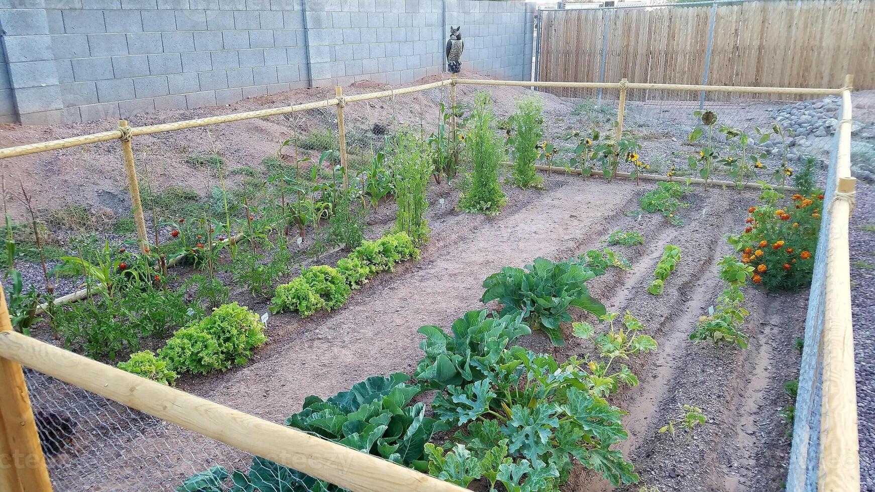 Arizona Gardening, Vegetable Garden with Furrows in Apache Junction photo