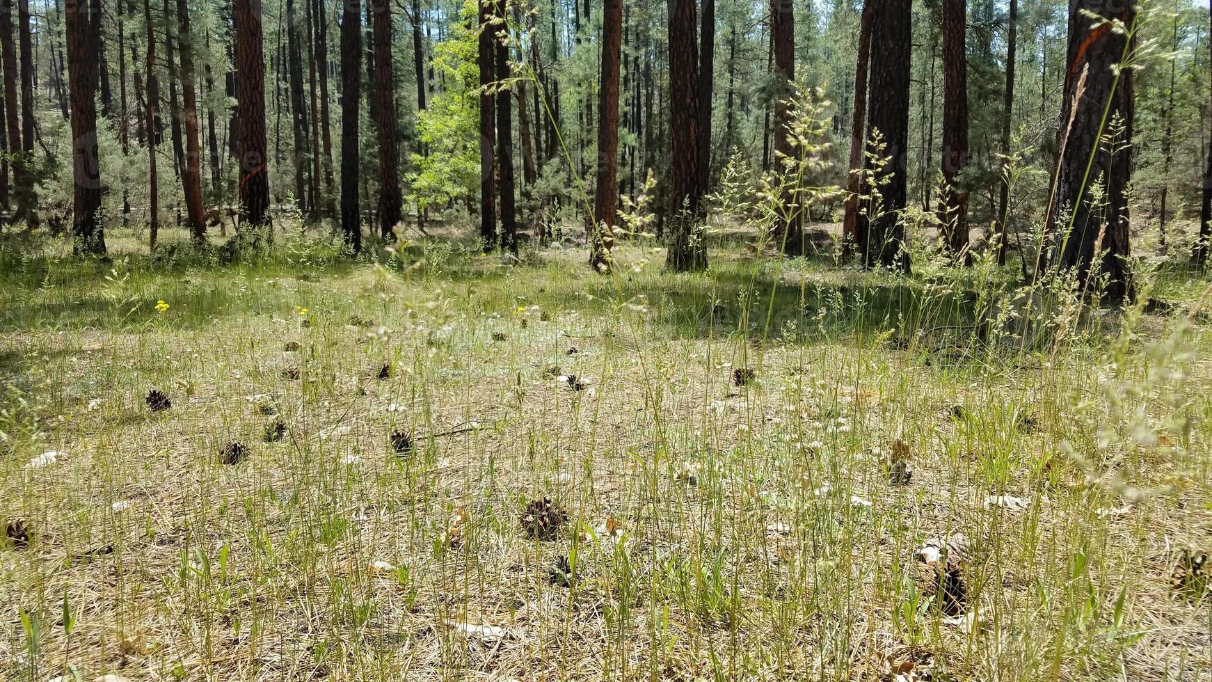 Pinecones on the Forest Floor, Seeing Nature while Camping in Payson, Arizona photo
