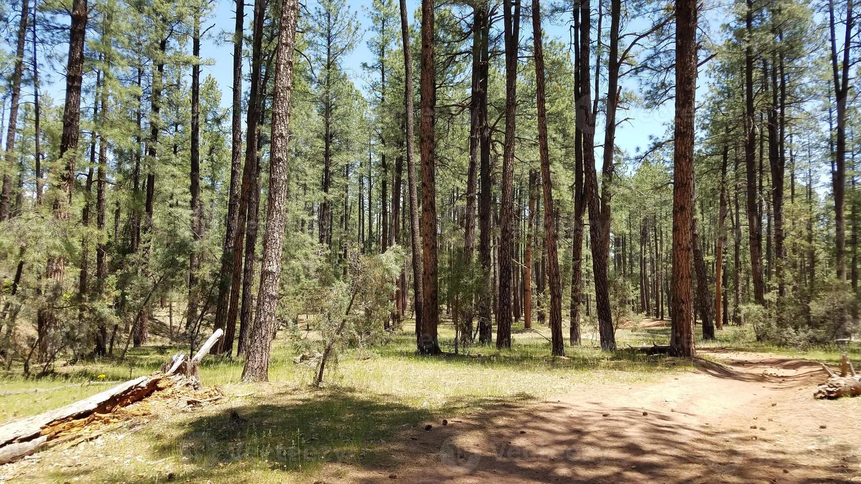 Tall Trees, View while Camping in Payson, Arizona photo